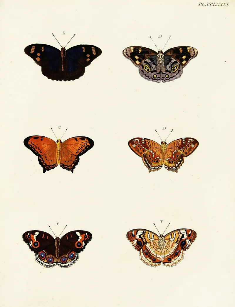 Foreign Butterflies Occurring In The Three Continents Asia Africa And America Pl 088 Wall Art by Pieter Cramer - High-Resolution Digital Print