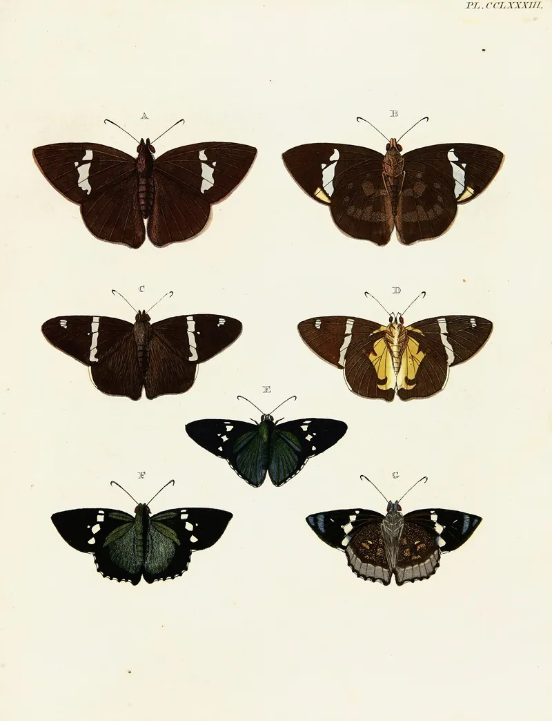 Foreign Butterflies Occurring In The Three Continents Asia Africa And America Pl 090 Wall Art by Pieter Cramer - High-Resolution Digital Print