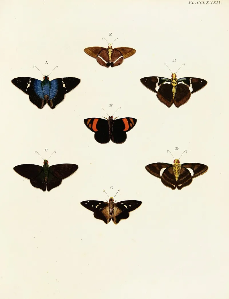 Foreign Butterflies Occurring In The Three Continents Asia Africa And America Pl 091 Wall Art by Pieter Cramer - High-Resolution Digital Print