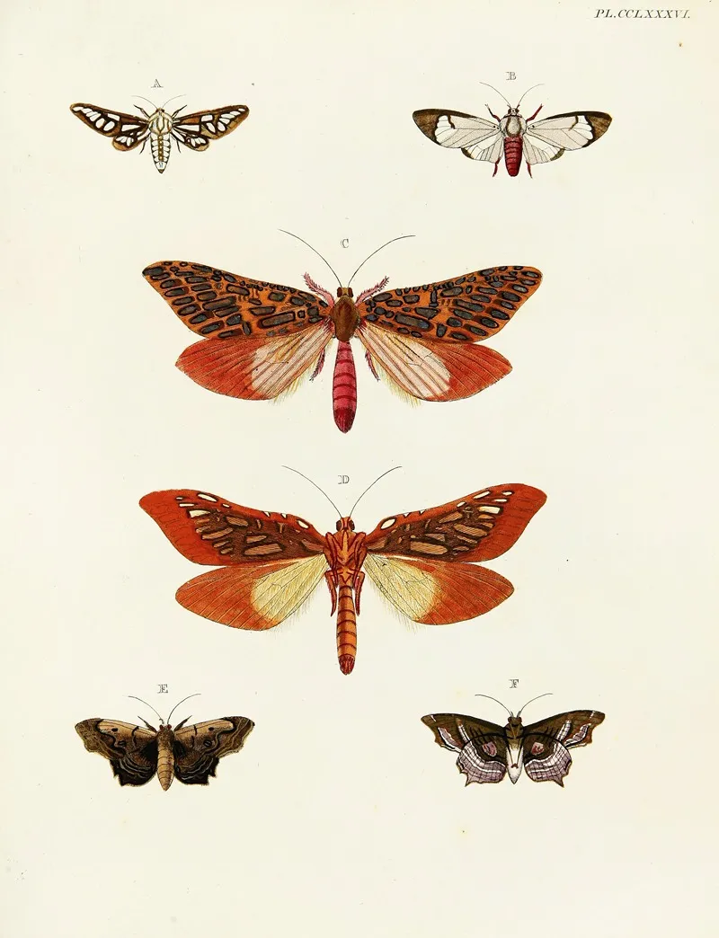 Foreign Butterflies Occurring In The Three Continents Asia Africa And America Pl 093 Wall Art by Pieter Cramer - High-Resolution Digital Print