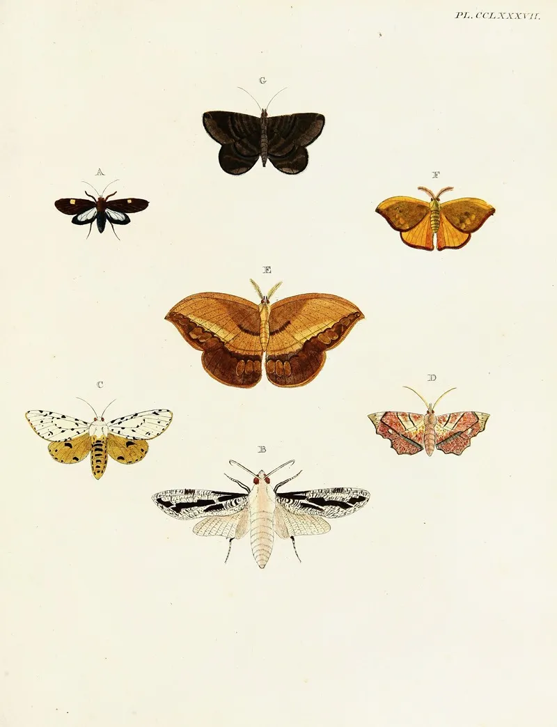 Foreign Butterflies Occurring In The Three Continents Asia Africa And America Pl 094 Wall Art by Pieter Cramer - High-Resolution Digital Print