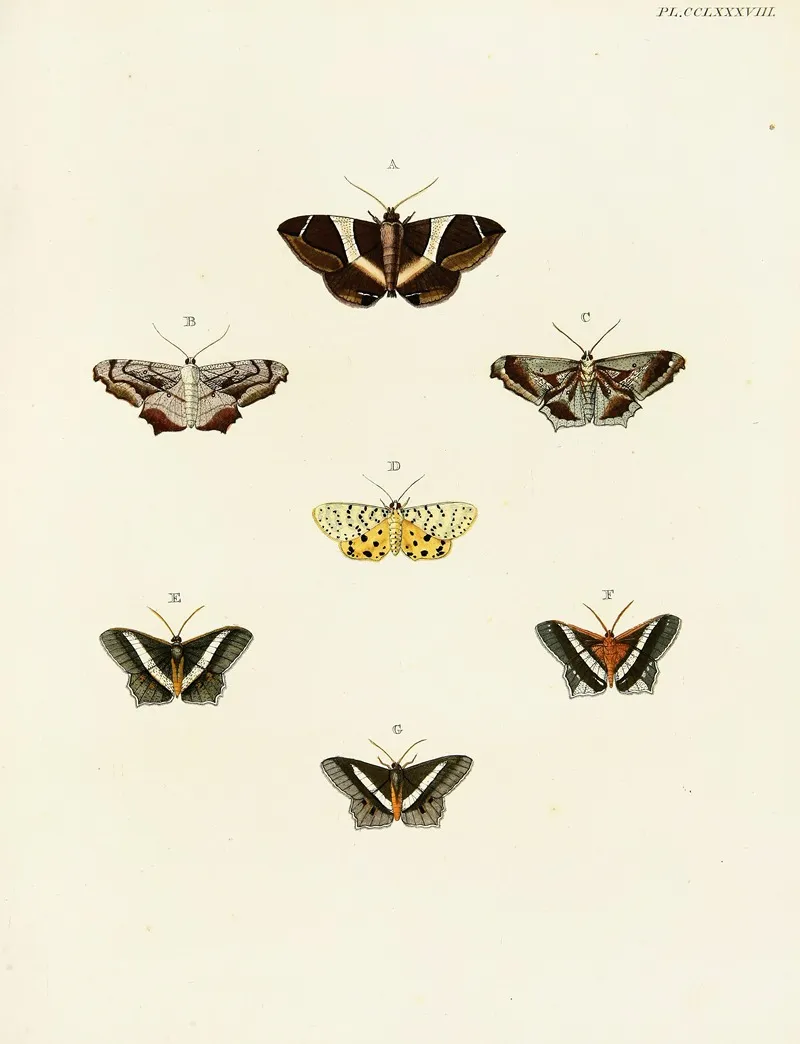 Foreign Butterflies Occurring In The Three Continents Asia Africa And America Pl 095 Wall Art by Pieter Cramer - High-Resolution Digital Print