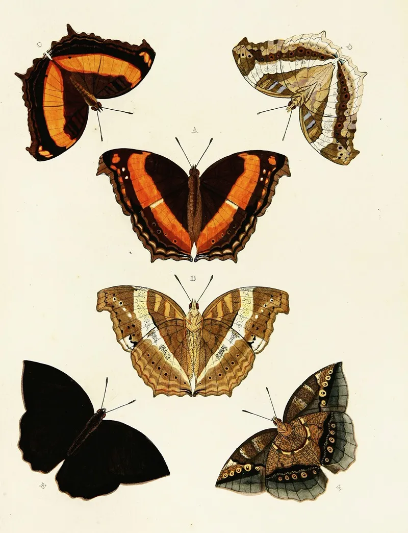 Foreign Butterflies Occurring In The Three Continents Asia Africa And America Pl 096 Wall Art by Pieter Cramer - High-Resolution Digital Print
