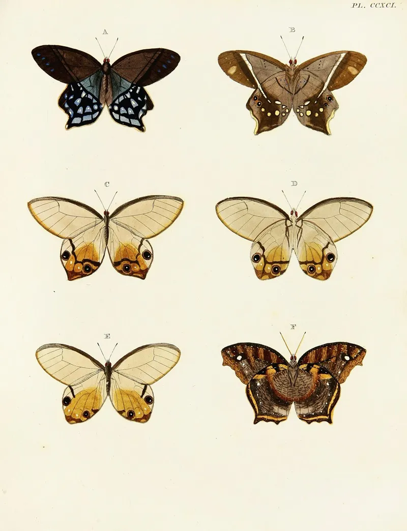 Foreign Butterflies Occurring In The Three Continents Asia Africa And America Pl 098 Wall Art by Pieter Cramer - High-Resolution Digital Print