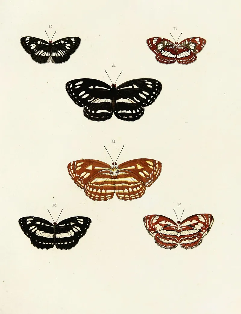 Foreign Butterflies Occurring In The Three Continents Asia Africa And America Pl 102 Wall Art by Pieter Cramer - High-Resolution Digital Print