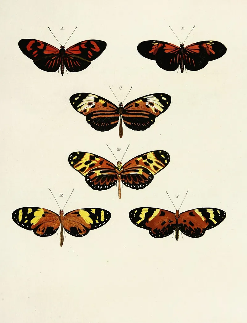 Foreign Butterflies Occurring In The Three Continents Asia Africa And America Pl 103 Wall Art by Pieter Cramer - High-Resolution Digital Print