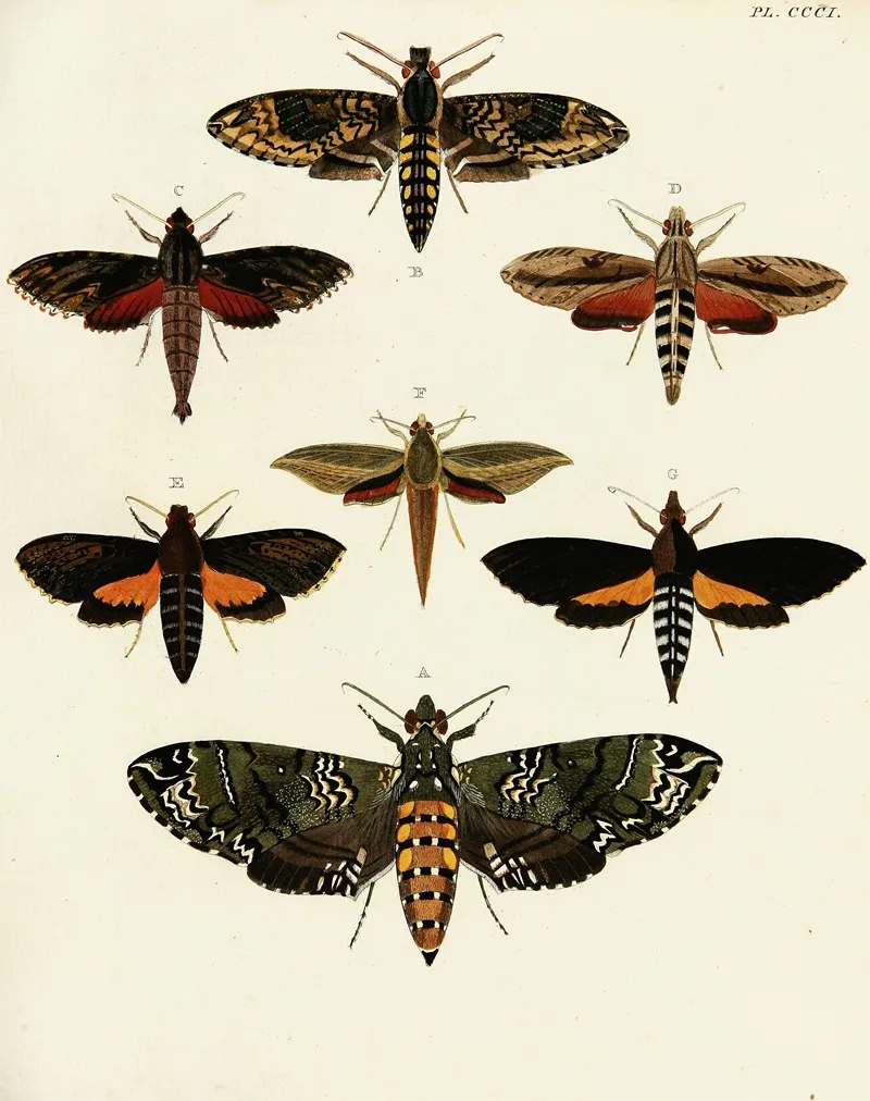 Foreign Butterflies Occurring In The Three Continents Asia Africa And America Pl 107 Wall Art by Pieter Cramer - High-Resolution Digital Print