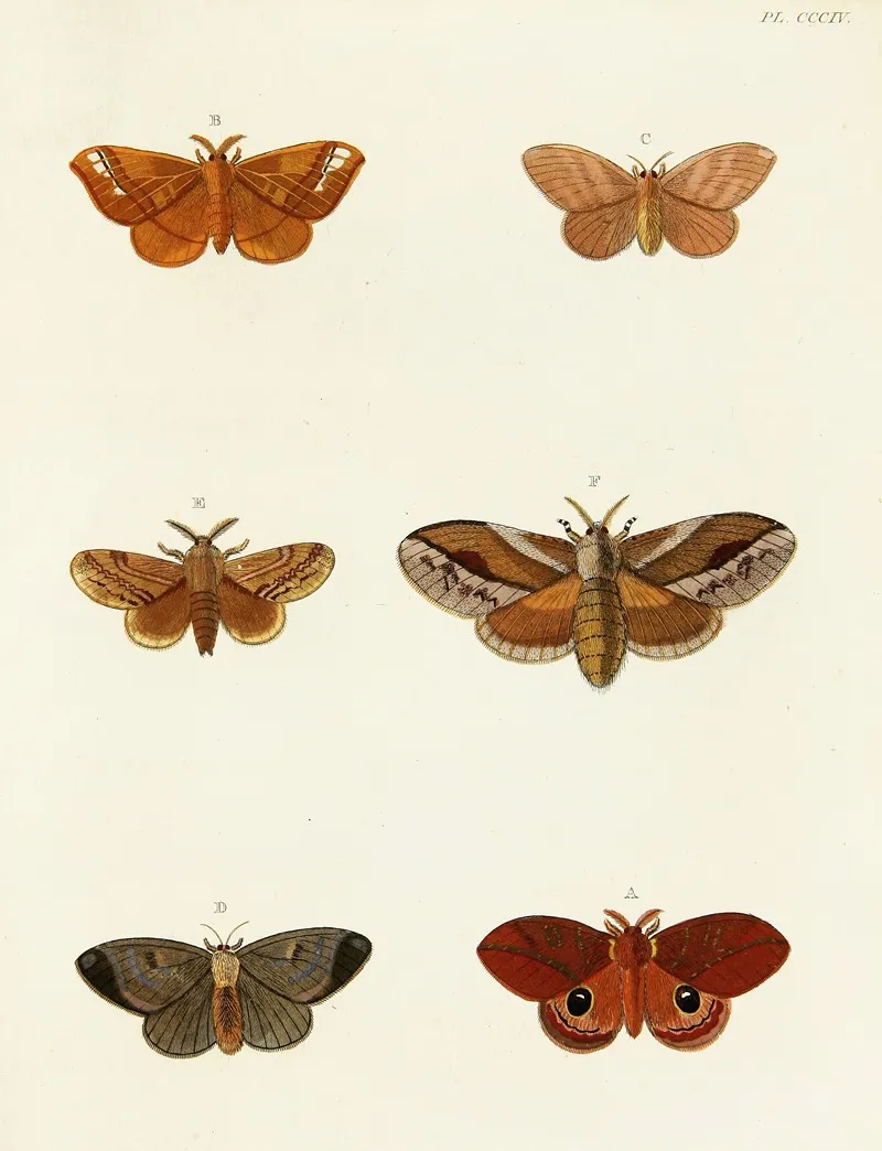 Foreign Butterflies Occurring In The Three Continents Asia Africa And America Pl 110 Wall Art by Pieter Cramer - High-Resolution Digital Print