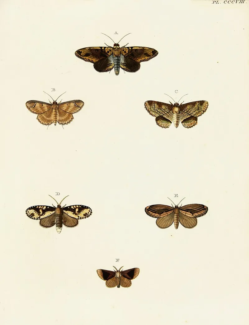 Foreign Butterflies Occurring In The Three Continents Asia Africa And America Pl 114 Wall Art by Pieter Cramer - High-Resolution Digital Print