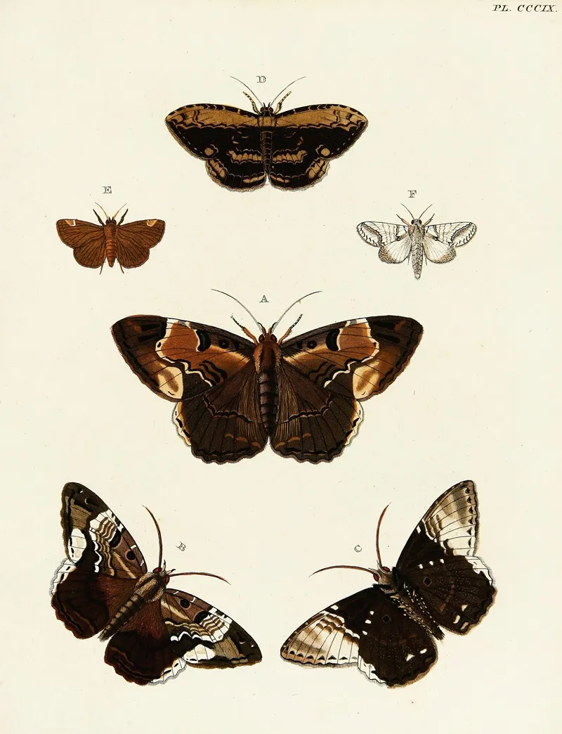 Foreign Butterflies Occurring In The Three Continents Asia Africa And America Pl 115 Wall Art by Pieter Cramer - High-Resolution Digital Print