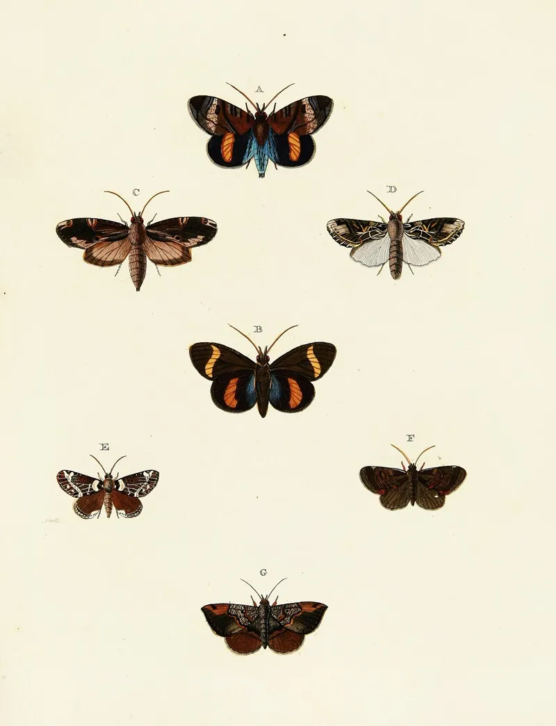 Foreign Butterflies Occurring In The Three Continents Asia Africa And America Pl 116 Wall Art by Pieter Cramer - High-Resolution Digital Print