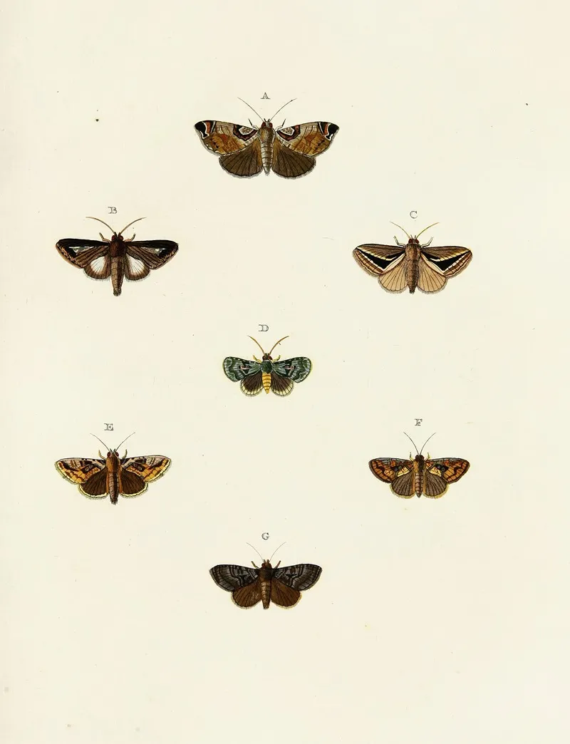 Foreign Butterflies Occurring In The Three Continents Asia Africa And America Pl 117 Wall Art by Pieter Cramer - High-Resolution Digital Print