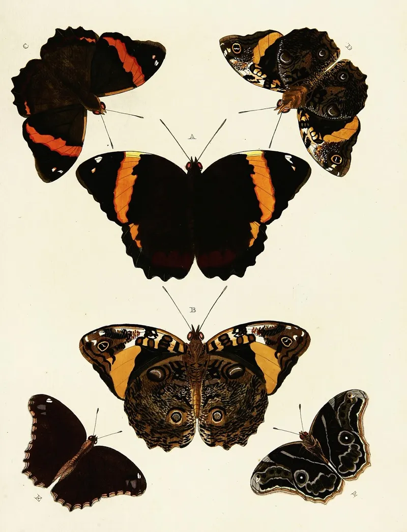 Foreign Butterflies Occurring In The Three Continents Asia Africa And America Pl 119 Wall Art by Pieter Cramer - High-Resolution Digital Print
