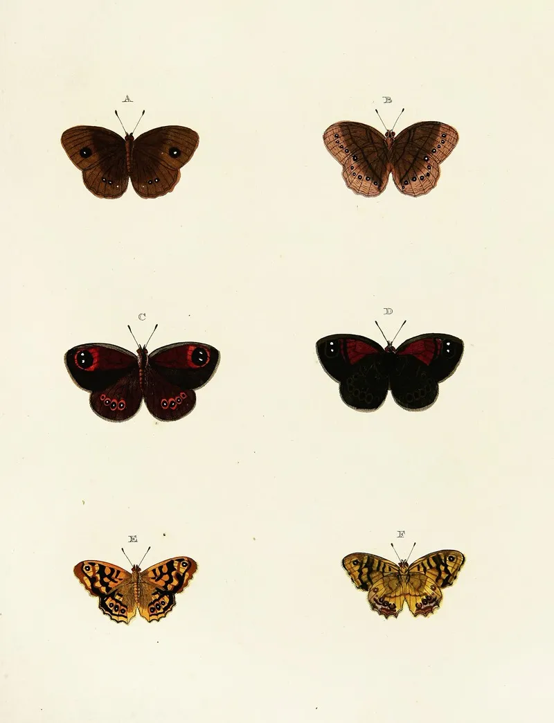 Foreign Butterflies Occurring In The Three Continents Asia Africa And America Pl 120 Wall Art by Pieter Cramer - High-Resolution Digital Print