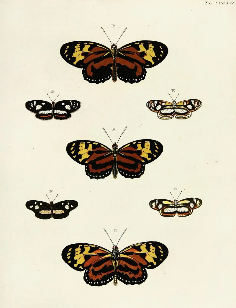 Foreign Butterflies Occurring In The Three Continents Asia Africa And America Pl 122 Wall Art by Pieter Cramer - High-Resolution Digital Print