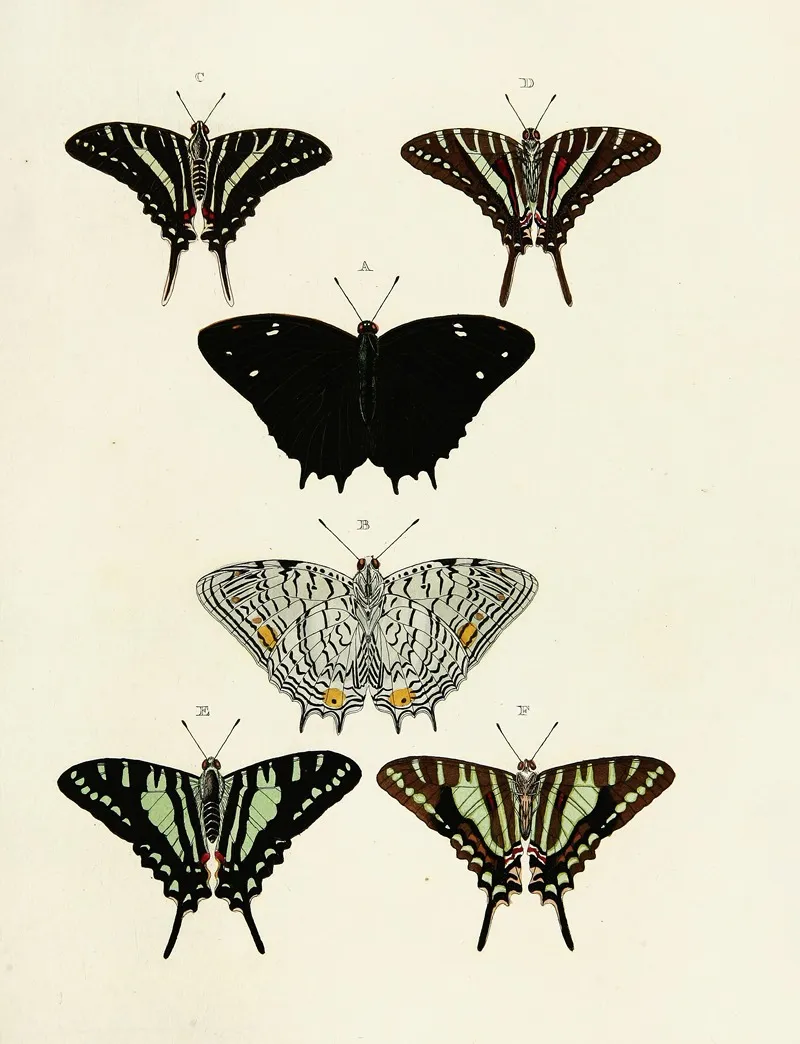 Foreign Butterflies Occurring In The Three Continents Asia Africa And America Pl 123 Wall Art by Pieter Cramer - High-Resolution Digital Print