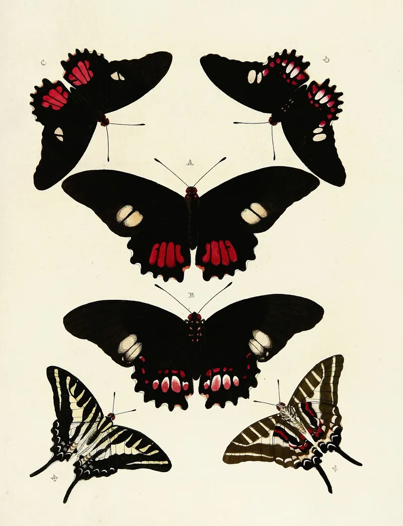 Foreign Butterflies Occurring In The Three Continents Asia Africa And America Pl 124 Wall Art by Pieter Cramer - High-Resolution Digital Print
