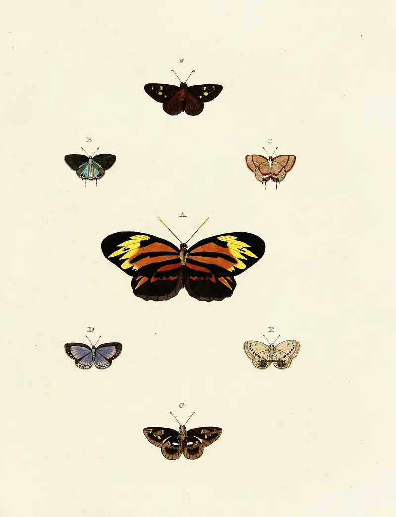 Foreign Butterflies Occurring In The Three Continents Asia Africa And America Pl 125 Wall Art by Pieter Cramer - High-Resolution Digital Print