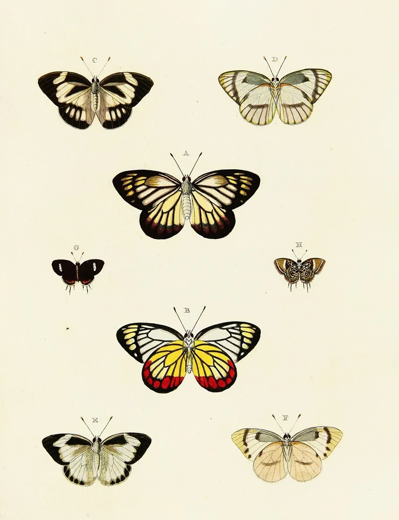 Foreign Butterflies Occurring In The Three Continents Asia Africa And America Pl 126 Wall Art by Pieter Cramer - High-Resolution Digital Print