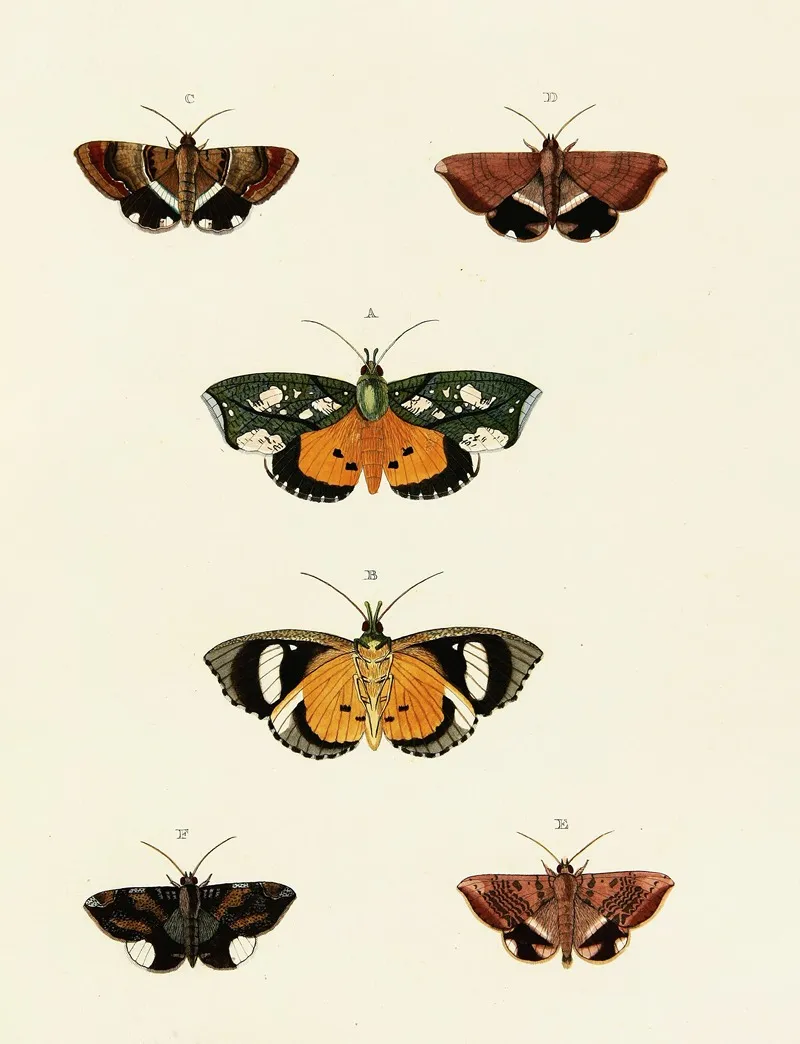 Foreign Butterflies Occurring In The Three Continents Asia Africa And America Pl 129 Wall Art by Pieter Cramer - High-Resolution Digital Print