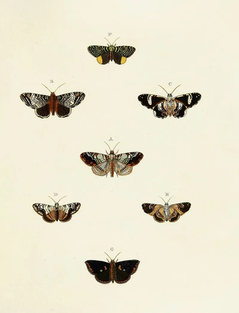 Foreign Butterflies Occurring In The Three Continents Asia Africa And America Pl 130 Wall Art by Pieter Cramer - High-Resolution Digital Print