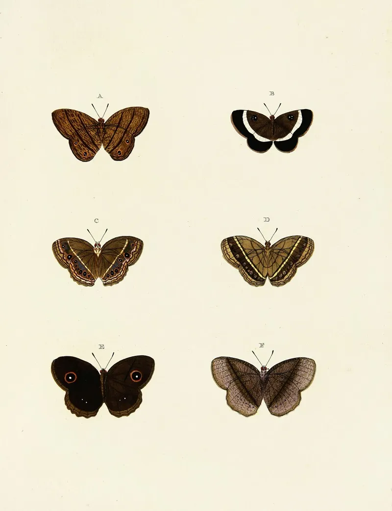 Foreign Butterflies Occurring In The Three Continents Asia Africa And America Pl 132 Wall Art by Pieter Cramer - High-Resolution Digital Print
