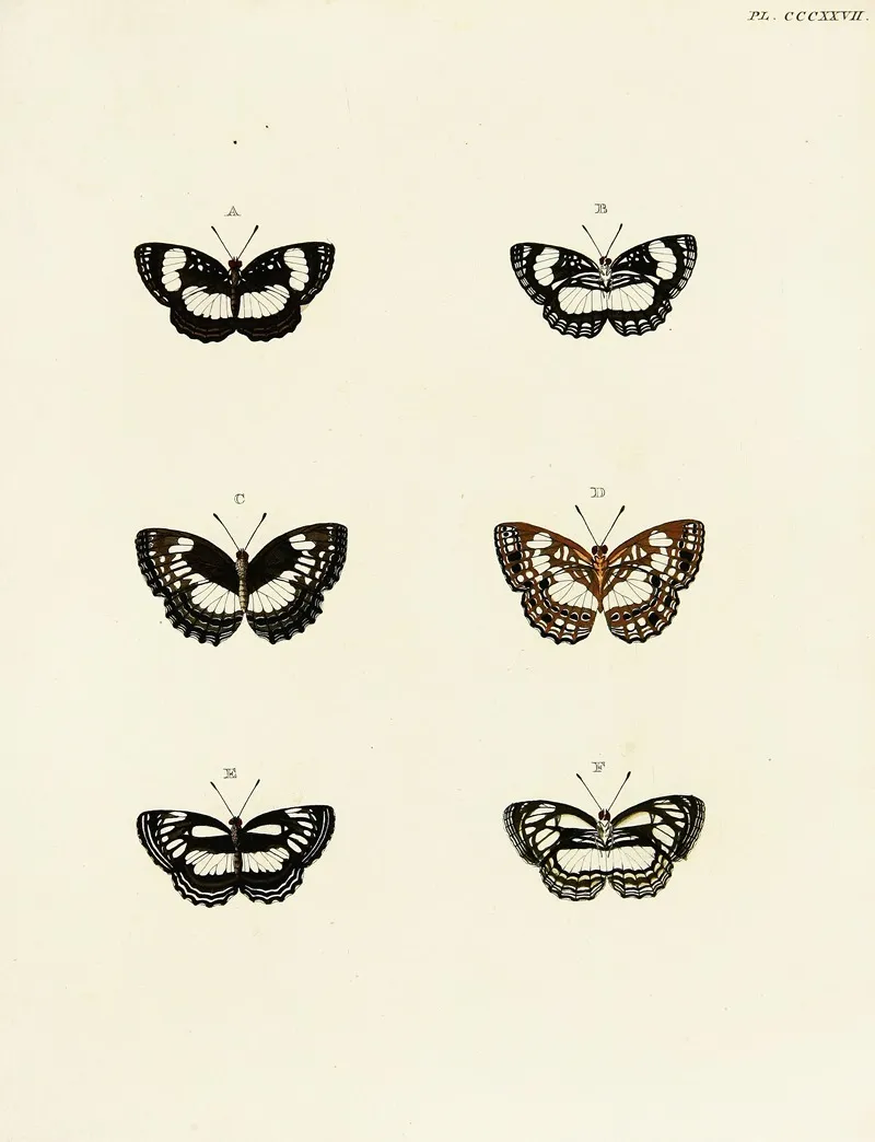 Foreign Butterflies Occurring In The Three Continents Asia Africa And America Pl 133 Wall Art by Pieter Cramer - High-Resolution Digital Print