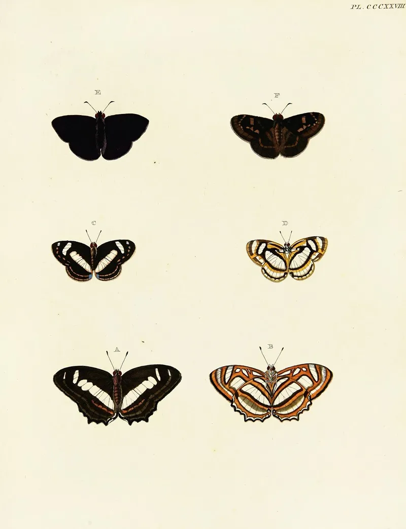 Foreign Butterflies Occurring In The Three Continents Asia Africa And America Pl 134 Wall Art by Pieter Cramer - High-Resolution Digital Print