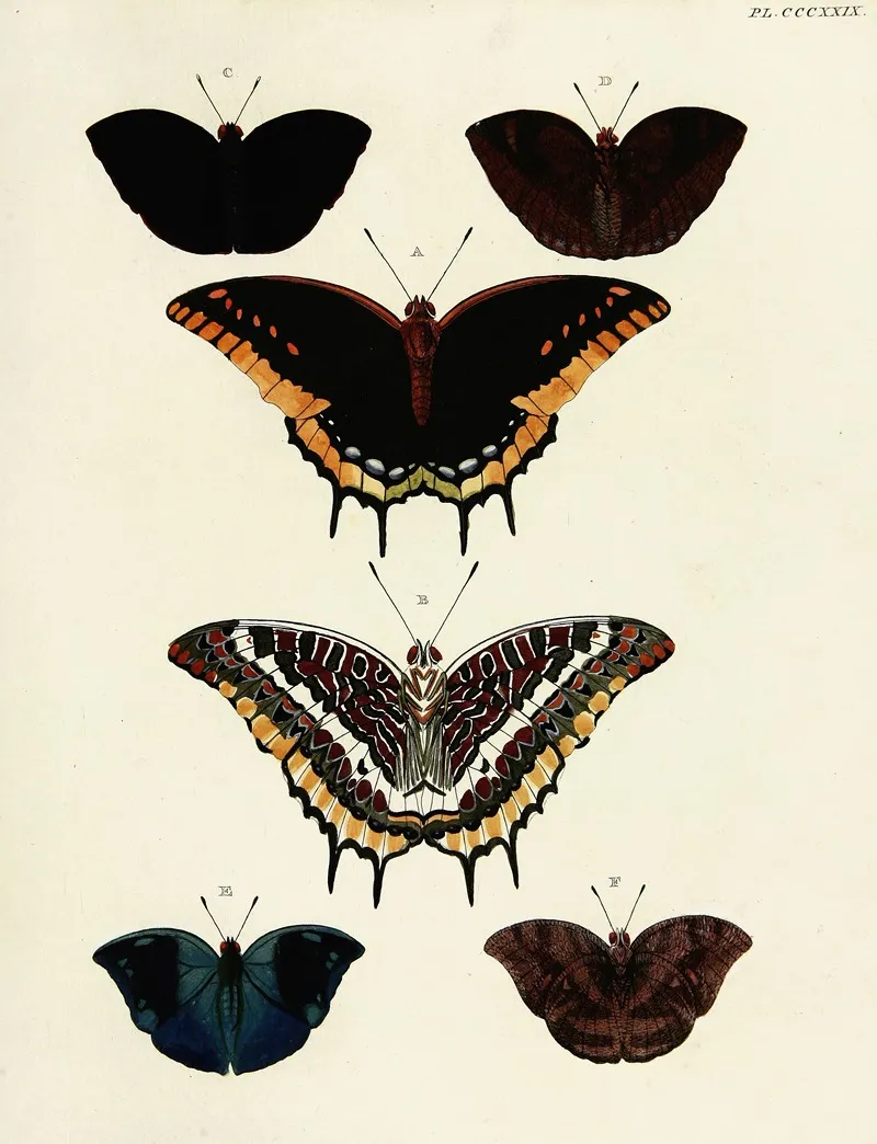 Foreign Butterflies Occurring In The Three Continents Asia Africa And America Pl 135 Wall Art by Pieter Cramer - High-Resolution Digital Print