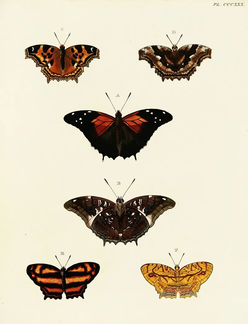 Foreign Butterflies Occurring In The Three Continents Asia Africa And America Pl 136 Wall Art by Pieter Cramer - High-Resolution Digital Print