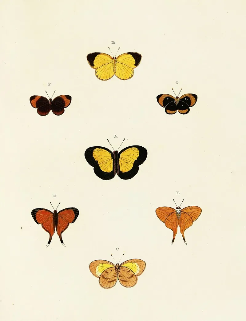 Foreign Butterflies Occurring In The Three Continents Asia Africa And America Pl 137 Wall Art by Pieter Cramer - High-Resolution Digital Print