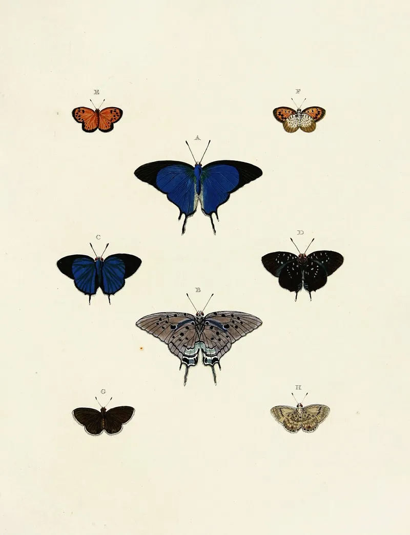 Foreign Butterflies Occurring In The Three Continents Asia Africa And America Pl 138 Wall Art by Pieter Cramer - High-Resolution Digital Print