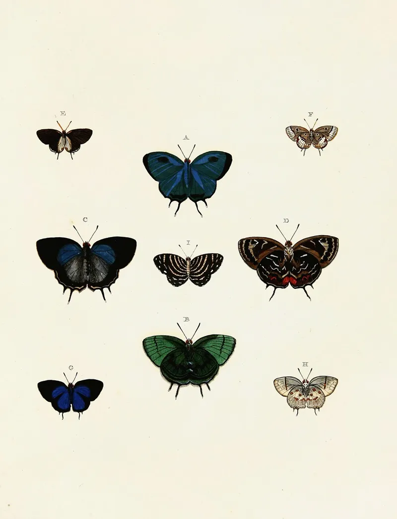Foreign Butterflies Occurring In The Three Continents Asia Africa And America Pl 139 Wall Art by Pieter Cramer - High-Resolution Digital Print