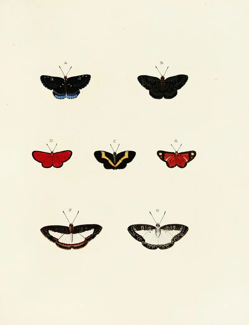 Foreign Butterflies Occurring In The Three Continents Asia Africa And America Pl 141 Wall Art by Pieter Cramer - High-Resolution Digital Print