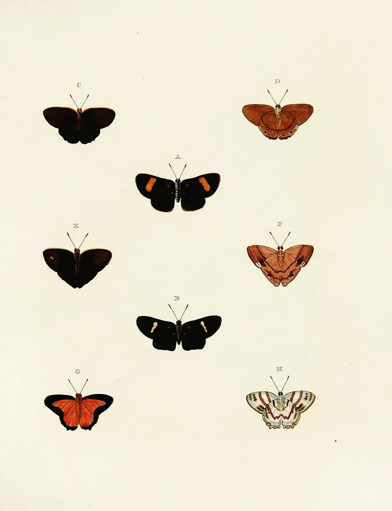 Foreign Butterflies Occurring In The Three Continents Asia Africa And America Pl 142 Wall Art by Pieter Cramer - High-Resolution Digital Print