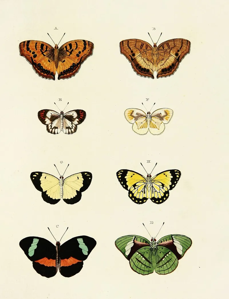 Foreign Butterflies Occurring In The Three Continents Asia Africa And America Pl 144 Wall Art by Pieter Cramer - High-Resolution Digital Print
