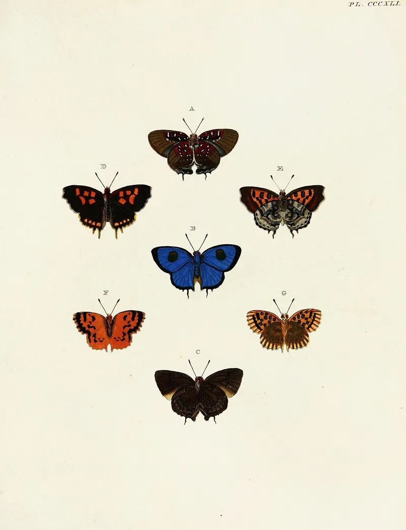 Foreign Butterflies Occurring In The Three Continents Asia Africa And America Pl 146 Wall Art by Pieter Cramer - High-Resolution Digital Print