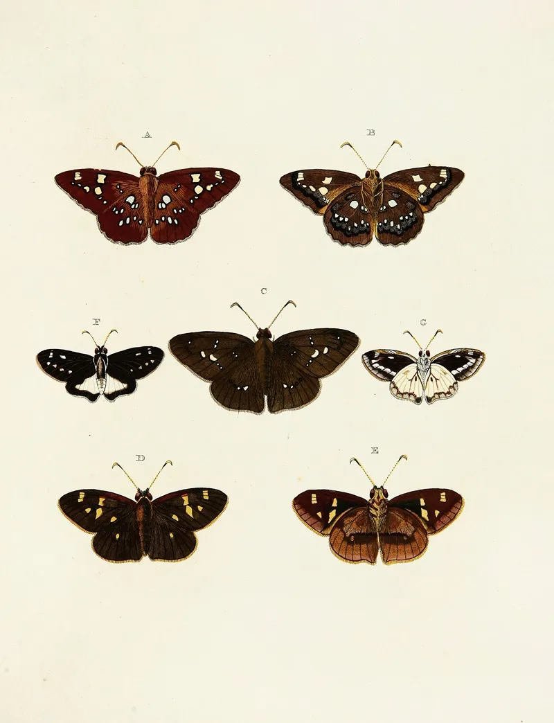 Foreign Butterflies Occurring In The Three Continents Asia Africa And America Pl 147 Wall Art by Pieter Cramer - High-Resolution Digital Print