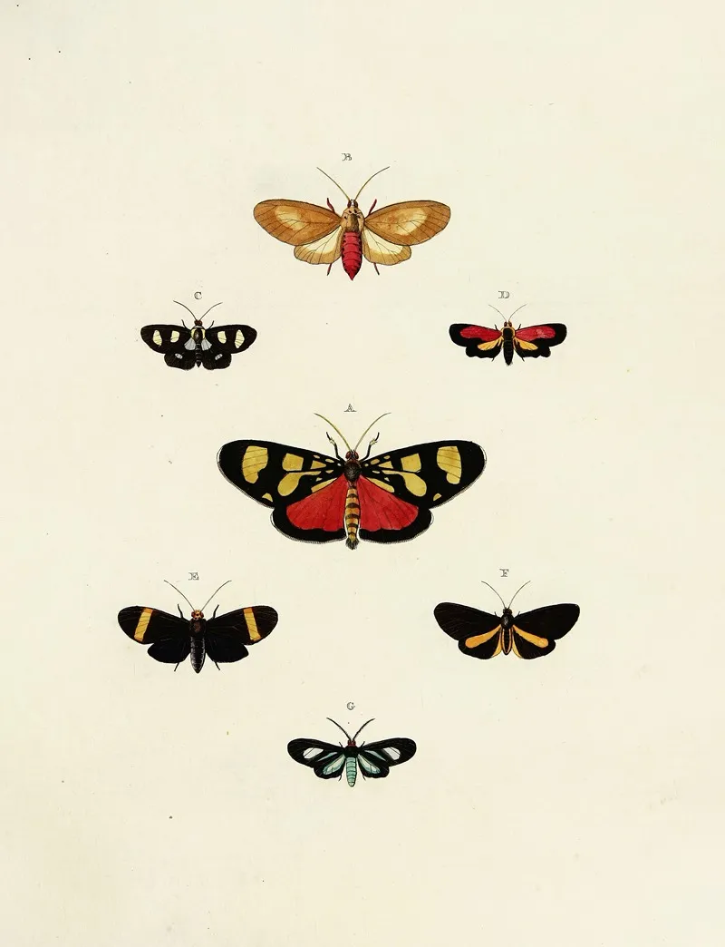 Foreign Butterflies Occurring In The Three Continents Asia Africa And America Pl 150 Wall Art by Pieter Cramer - High-Resolution Digital Print