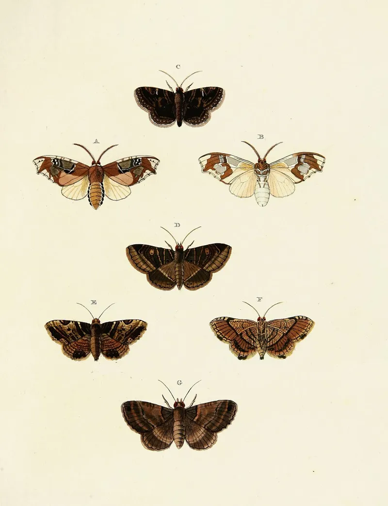 Foreign Butterflies Occurring In The Three Continents Asia Africa And America Pl 151 Wall Art by Pieter Cramer - High-Resolution Digital Print
