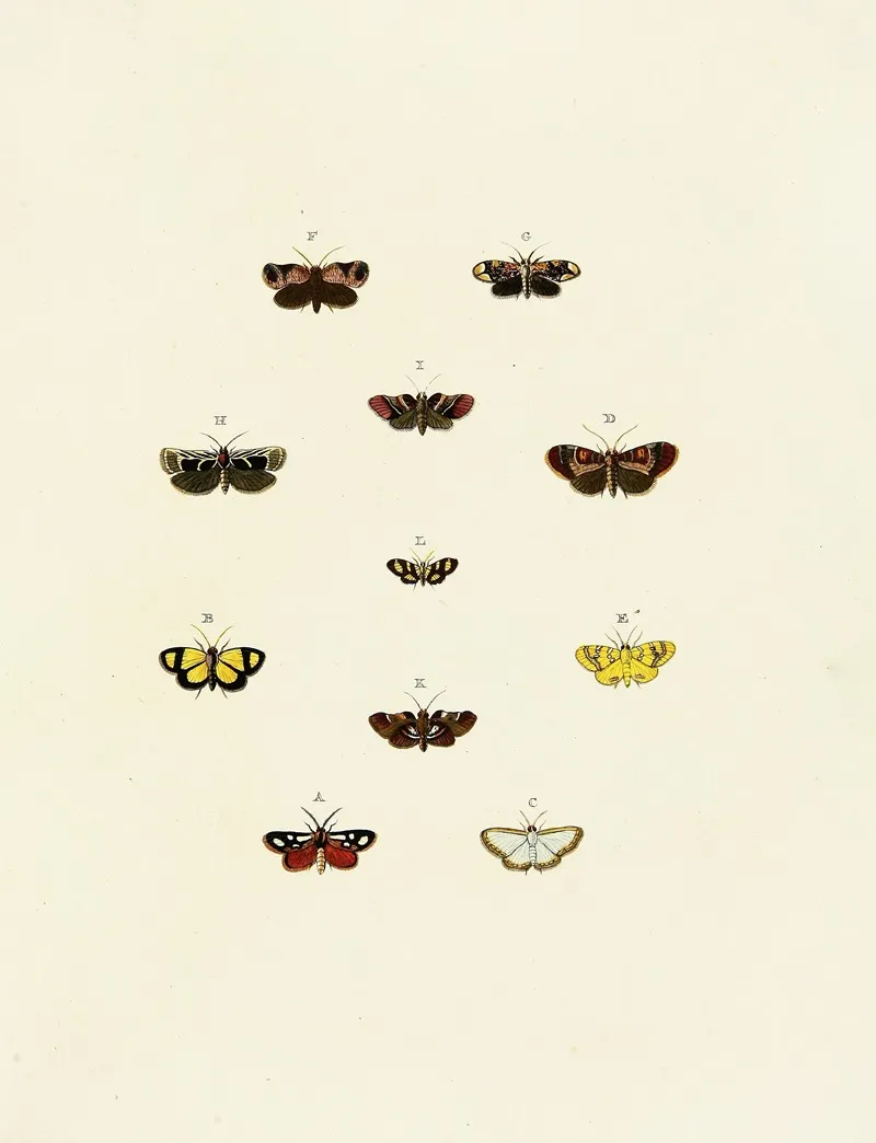 Foreign Butterflies Occurring In The Three Continents Asia Africa And America Pl 153 Wall Art by Pieter Cramer - High-Resolution Digital Print