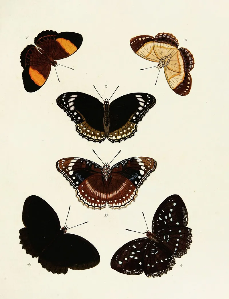 Foreign Butterflies Occurring In The Three Continents Asia Africa And America Pl 154 Wall Art by Pieter Cramer - High-Resolution Digital Print