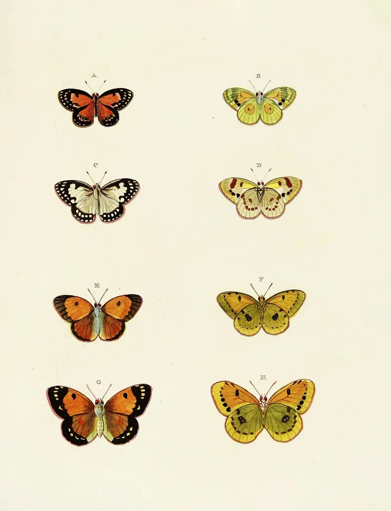 Foreign Butterflies Occurring In The Three Continents Asia Africa And America Pl 156 Wall Art by Pieter Cramer - High-Resolution Digital Print