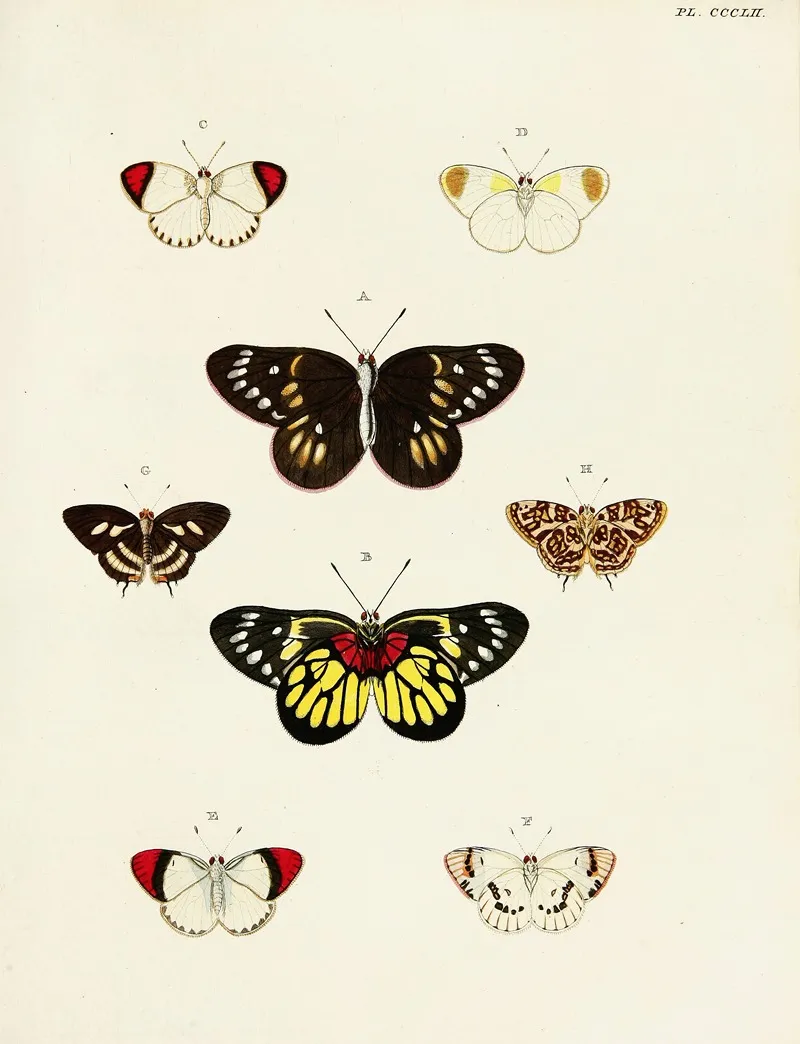 Foreign Butterflies Occurring In The Three Continents Asia Africa And America Pl 157 Wall Art by Pieter Cramer - High-Resolution Digital Print
