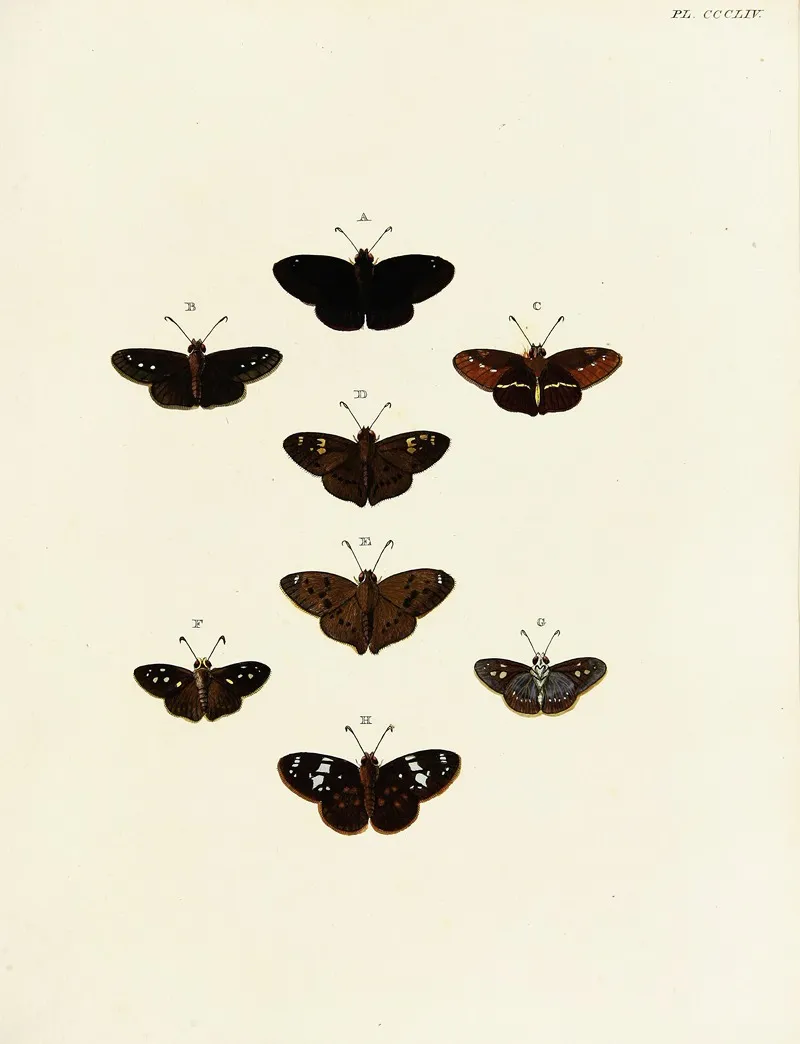 Foreign Butterflies Occurring In The Three Continents Asia Africa And America Pl 159 Wall Art by Pieter Cramer - High-Resolution Digital Print