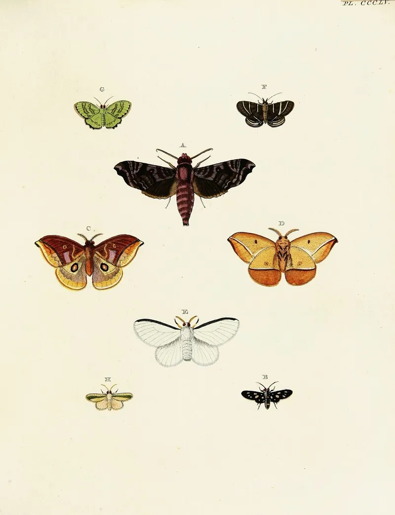 Foreign Butterflies Occurring In The Three Continents Asia Africa And America Pl 160 Wall Art by Pieter Cramer - High-Resolution Digital Print