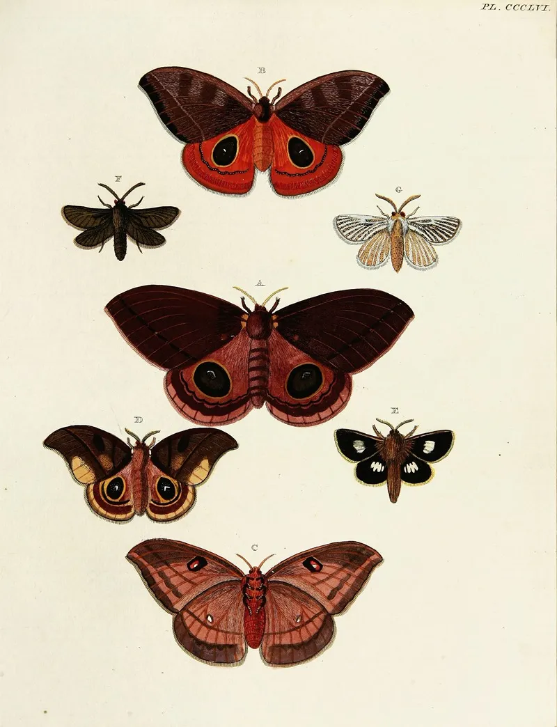 Foreign Butterflies Occurring In The Three Continents Asia Africa And America Pl 161 Wall Art by Pieter Cramer - High-Resolution Digital Print