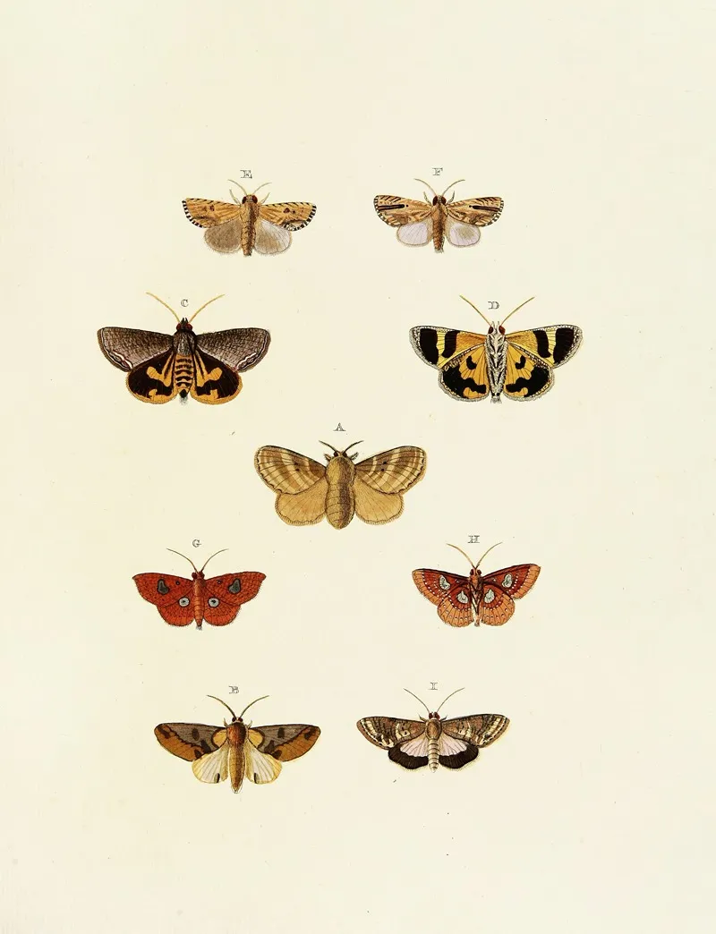 Foreign Butterflies Occurring In The Three Continents Asia Africa And America Pl 163 Wall Art by Pieter Cramer - High-Resolution Digital Print
