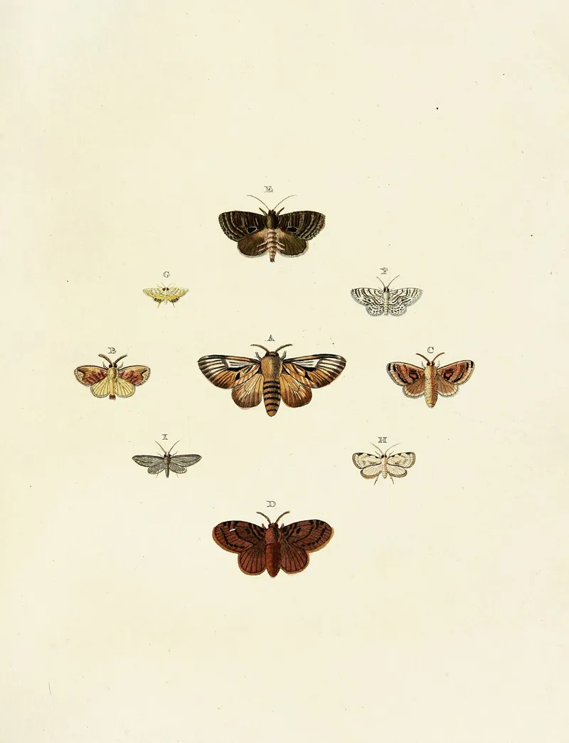 Foreign Butterflies Occurring In The Three Continents Asia Africa And America Pl 164 Wall Art by Pieter Cramer - High-Resolution Digital Print
