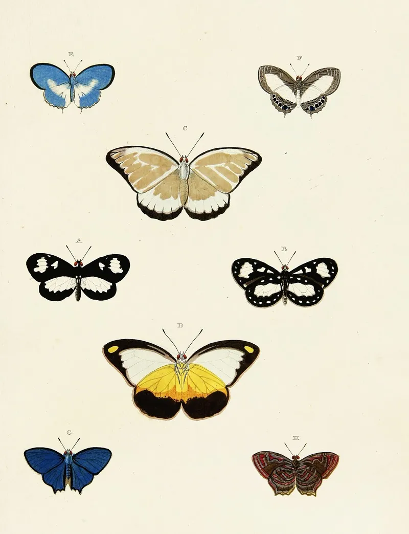 Foreign Butterflies Occurring In The Three Continents Asia Africa And America Pl 168 Wall Art by Pieter Cramer - High-Resolution Digital Print